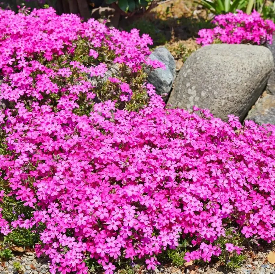 Creeping Phlox Cherry Live Plant Plug - 3-6" Tall Pink Flower Perennial Groundcover - Image 1