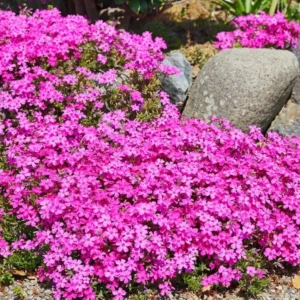 Creeping Phlox Cherry Live Plant Plugs - Set of 2 - 3-6