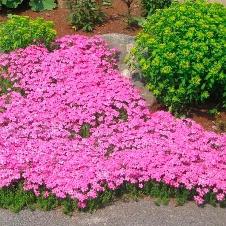 Creeping Phlox Cherry Live Plant Plugs - Set of 2 - 3-6" Tall Pink Perennial Groundcover - Image 3