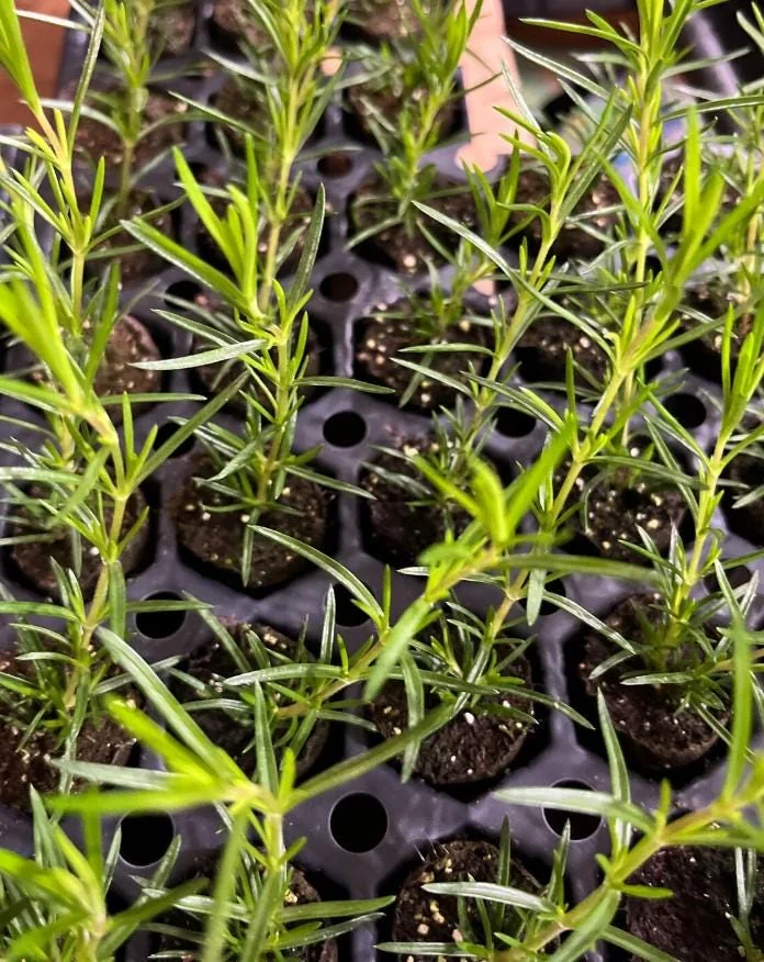 Creeping Phlox Cherry Live Plant Plugs - Set of 2 - 3-6" Tall Pink Perennial Groundcover - Image 4