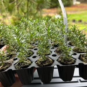 Creeping Phlox Fort Hill Live Plant, Rose Pink Flowers, 1