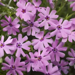 Creeping Phlox Fort Hill Live Plant, Rose Pink Flowers, 1