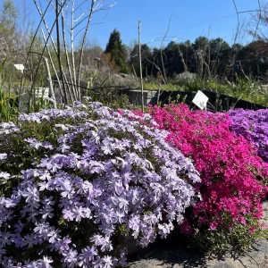 Creeping Phlox Live Plant Plugs - Perennial Groundcover for Rock Gardens, 1 inch Container - Image 1