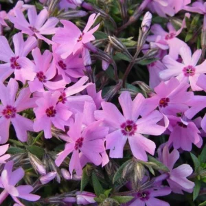 Creeping Phlox Pink Fort Hill Live Plant - Starter 3-6