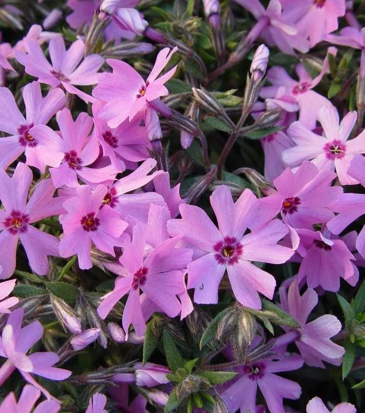 Creeping Phlox Pink Fort Hill Live Plant - Starter 3-6" Plug - Outdoor Groundcover - Image 2