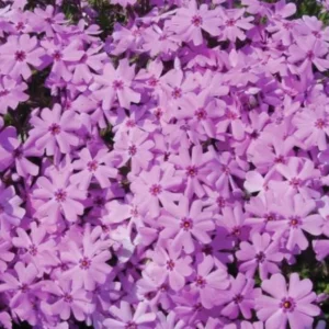 Creeping Phlox Pink Fort Hill Live Plant - Starter 3-6