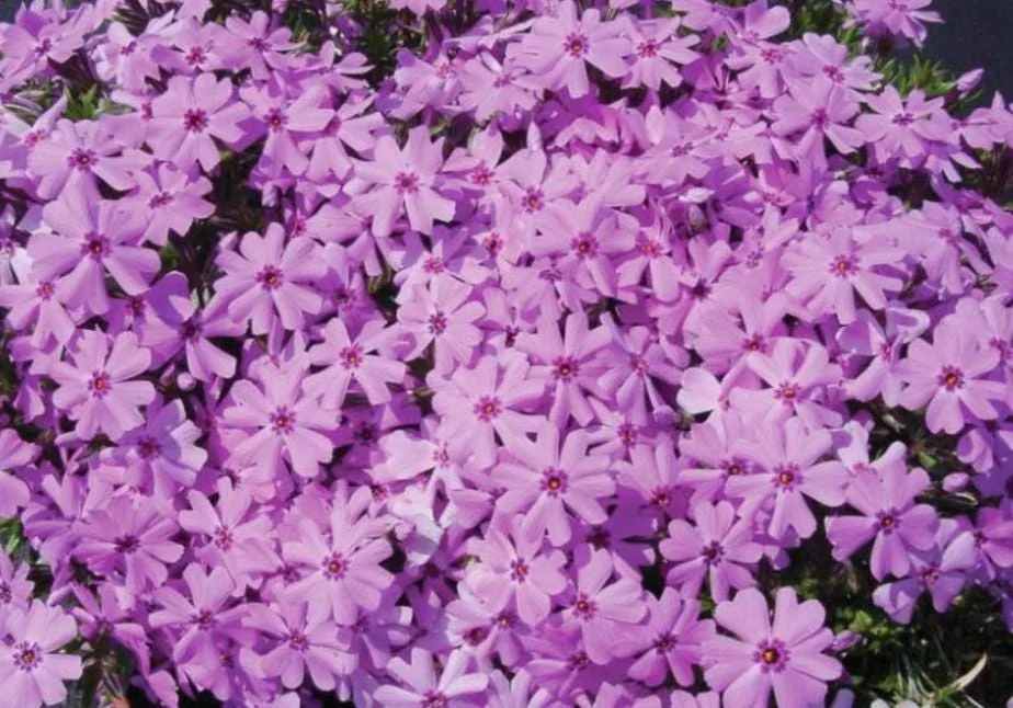 Creeping Phlox Pink Fort Hill Live Plant - Starter 3-6" Plug - Outdoor Groundcover - Image 3