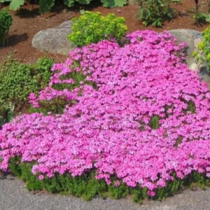 Creeping Phlox Pink Fort Hill Live Plant - Starter 3-6