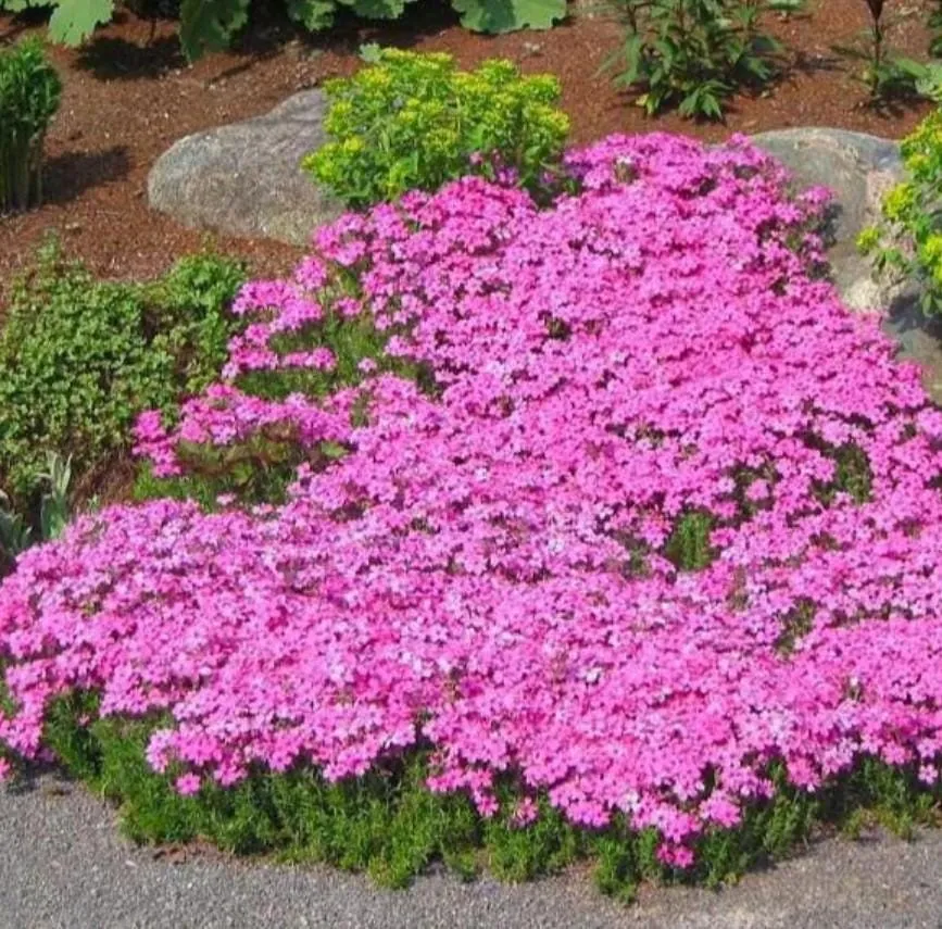 Creeping Phlox Pink Fort Hill Live Plant - Starter 3-6" Plug - Outdoor Groundcover - Image 4