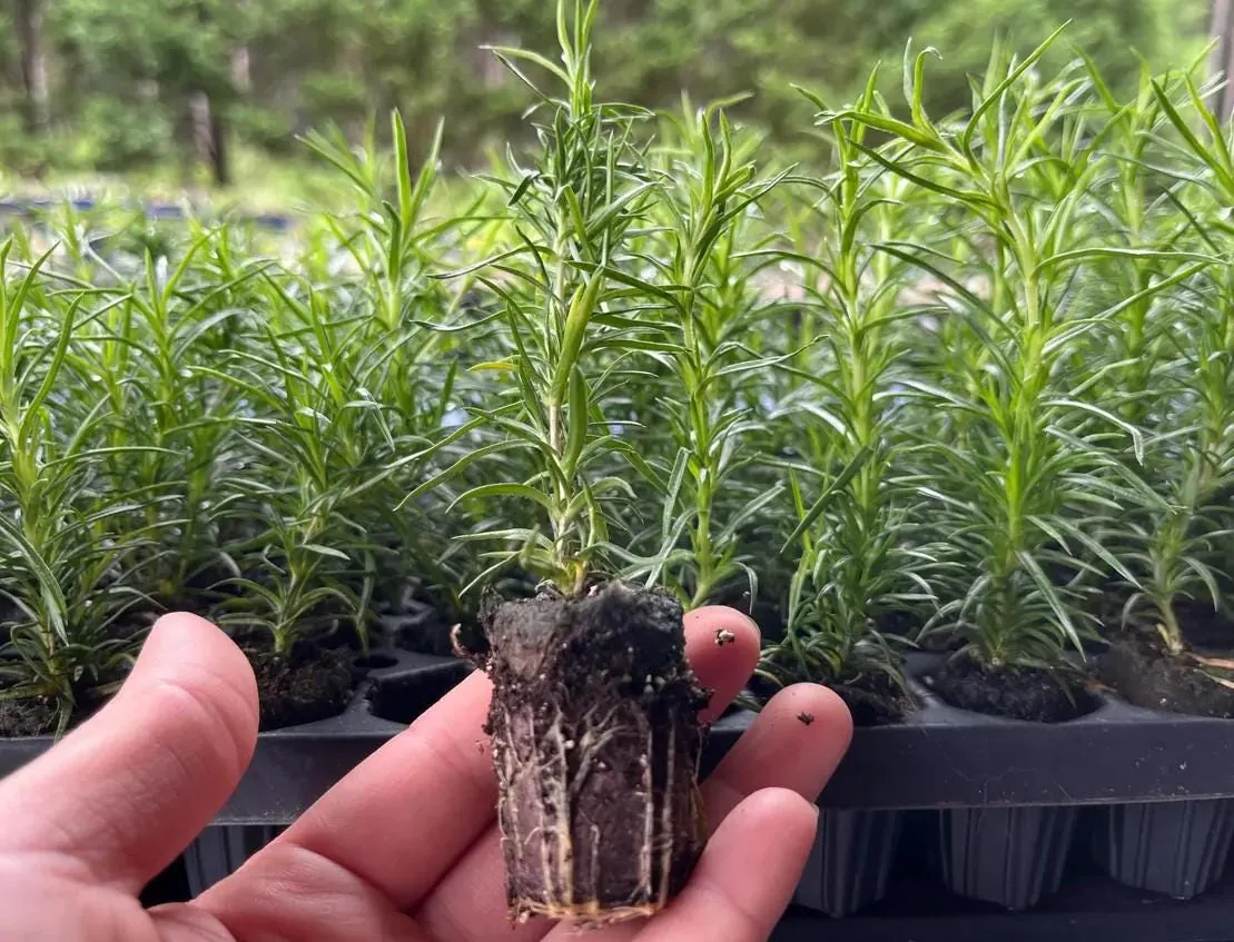 Creeping Phlox Pink Fort Hill Live Plant - Starter 3-6" Plug - Outdoor Groundcover - Image 5