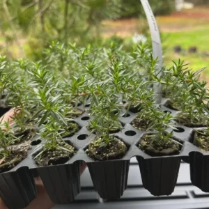 Creeping Phlox Pink Fort Hill Live Plant - Starter 3-6