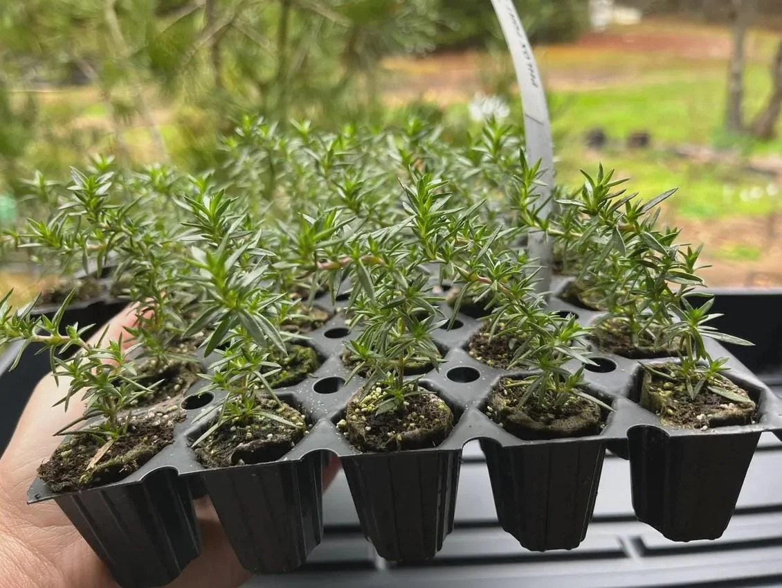 Creeping Phlox Pink Fort Hill Live Plant - Starter 3-6" Plug - Outdoor Groundcover - Image 7