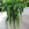 Creeping Rosemary Live Plant - Rosmarinus officinalis 'Prostratus' - 4" Pot - Image 1