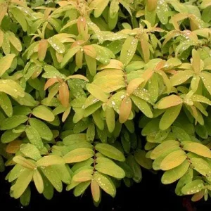 Creeping St. John's Wort 'Brigadoon' Live Plant – Golden Yellow Foliage – 4 inch Pot - Image 4