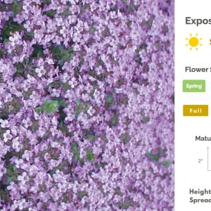 Creeping Thyme Live Plant – Fragrant Perennial Groundcover – 3-4 inch Pot - Image 10