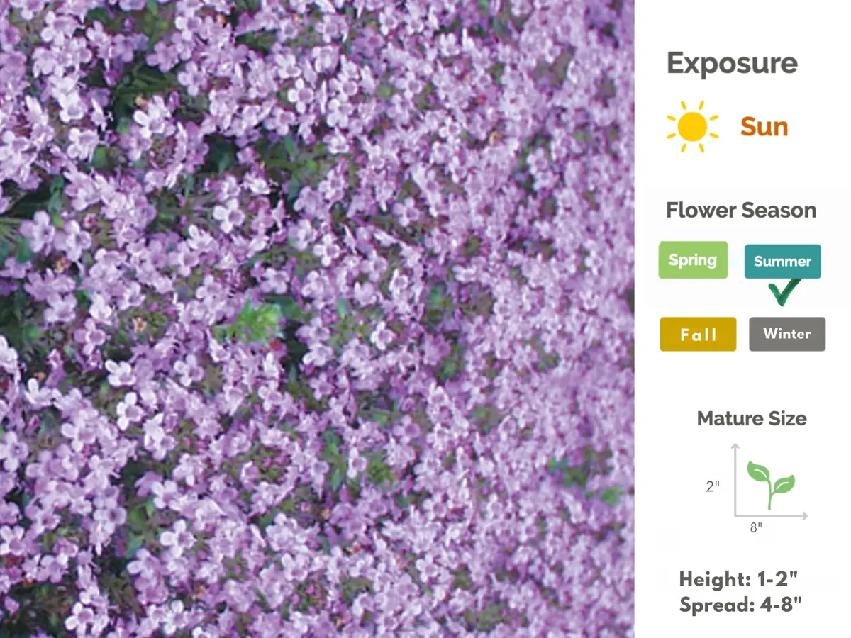 Creeping Thyme Live Plant – Fragrant Perennial Groundcover – 3-4 inch Pot - Image 10