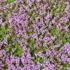 Creeping Thyme Live Plant – Fragrant Perennial Groundcover – 3-4 inch Pot - Image 1