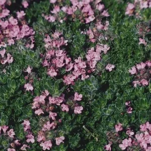 Creeping Thyme Live Plant – Fragrant Perennial Groundcover – 3-4 inch Pot - Image 2