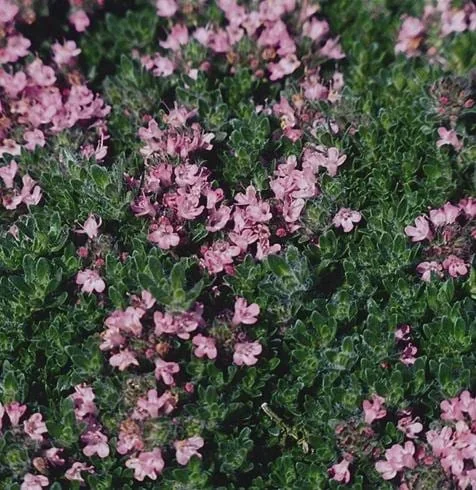 Creeping Thyme Live Plant – Fragrant Perennial Groundcover – 3-4 inch Pot - Image 2