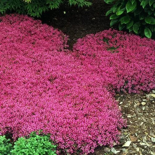 Creeping Thyme Live Plant – Fragrant Perennial Groundcover – 3-4 inch Pot - Image 3