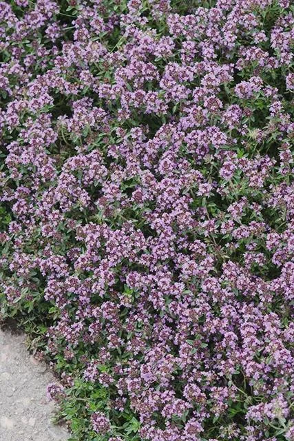 Creeping Thyme Live Plant – Fragrant Perennial Groundcover – 3-4 inch Pot - Image 4