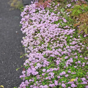 Creeping Thyme Live Plant – Fragrant Perennial Groundcover – 3-4 inch Pot - Image 5