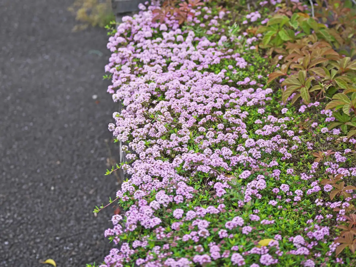Creeping Thyme Live Plant – Fragrant Perennial Groundcover – 3-4 inch Pot - Image 5