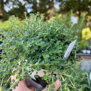 Creeping Thyme Live Plant – Fragrant Perennial Groundcover – 3-4 inch Pot - Image 6