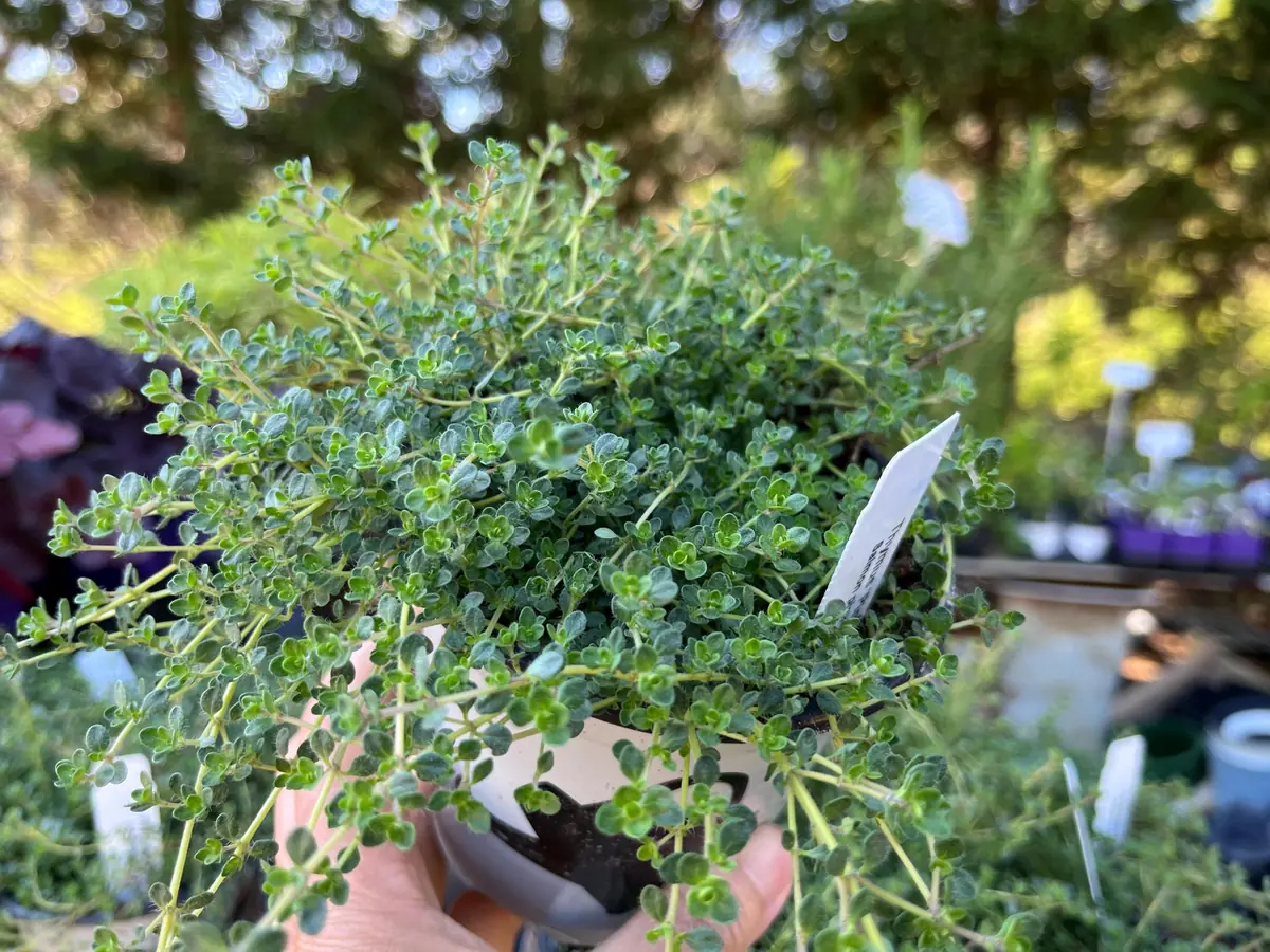 Creeping Thyme Live Plant – Fragrant Perennial Groundcover – 3-4 inch Pot - Image 6
