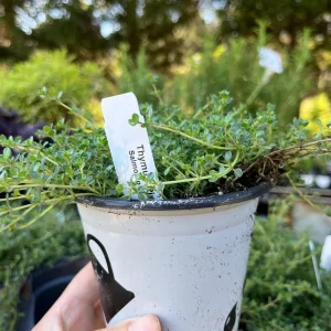 Creeping Thyme Live Plant – Fragrant Perennial Groundcover – 3-4 inch Pot - Image 7