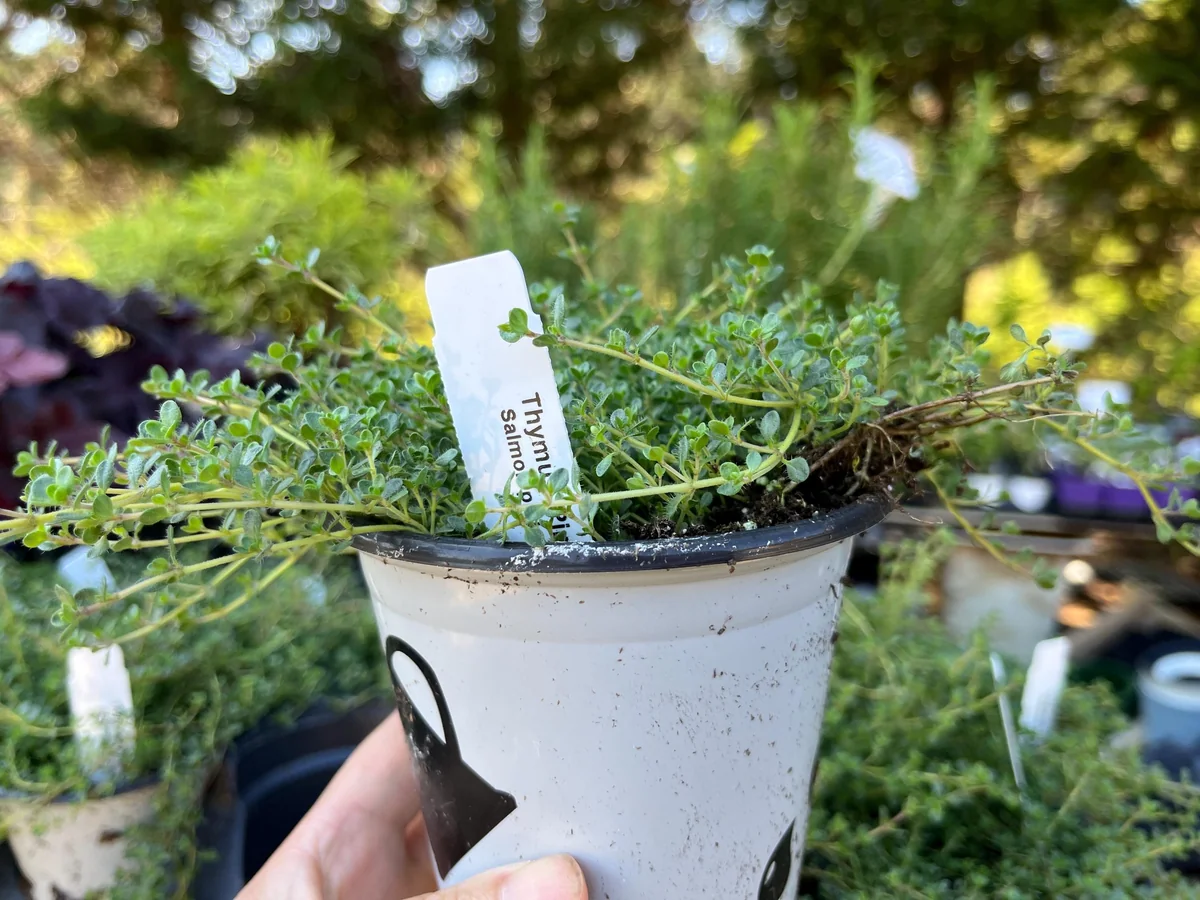 Creeping Thyme Live Plant – Fragrant Perennial Groundcover – 3-4 inch Pot - Image 7