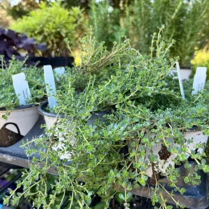 Creeping Thyme Live Plant – Fragrant Perennial Groundcover – 3-4 inch Pot - Image 8