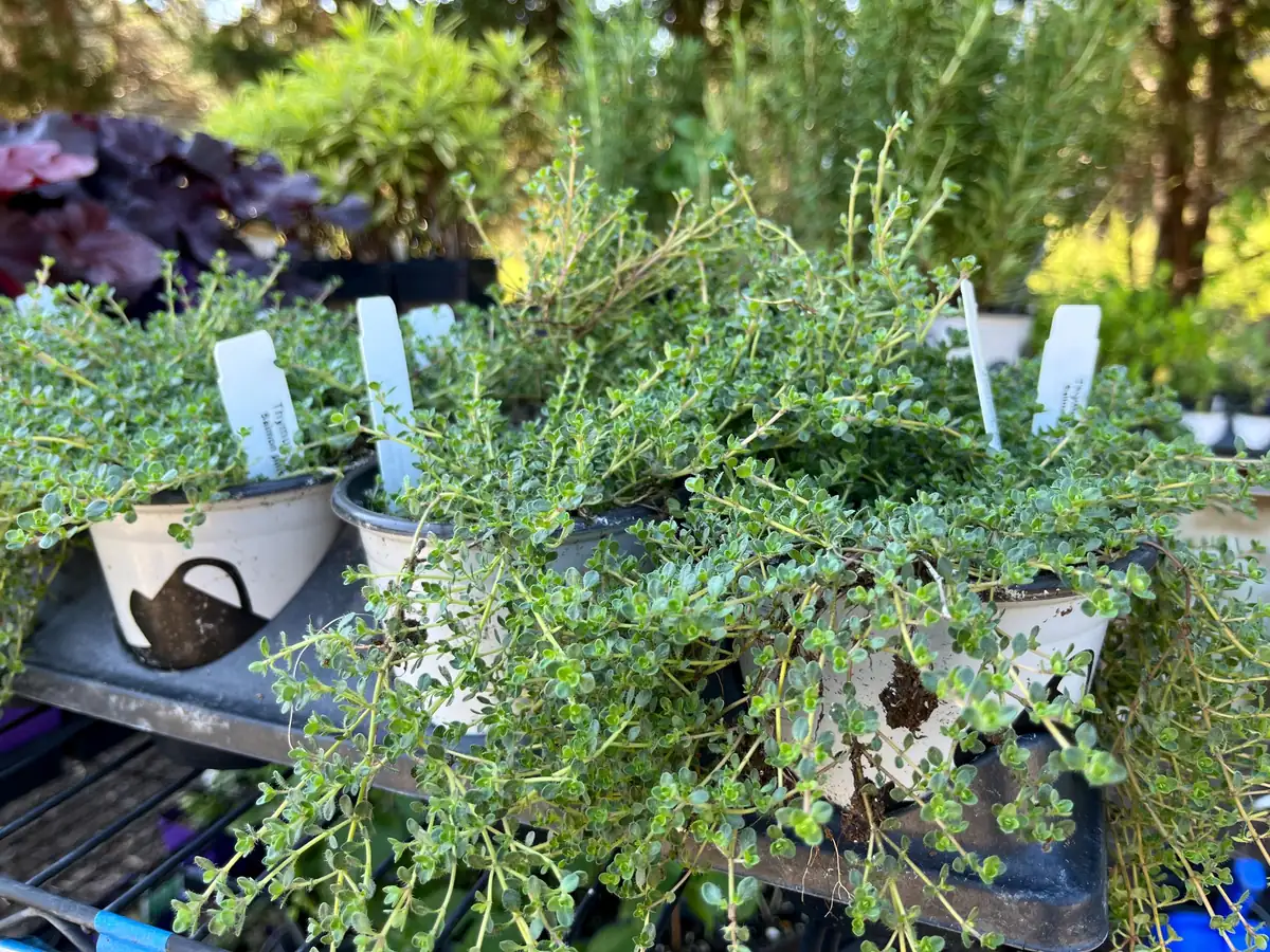 Creeping Thyme Live Plant – Fragrant Perennial Groundcover – 3-4 inch Pot - Image 8