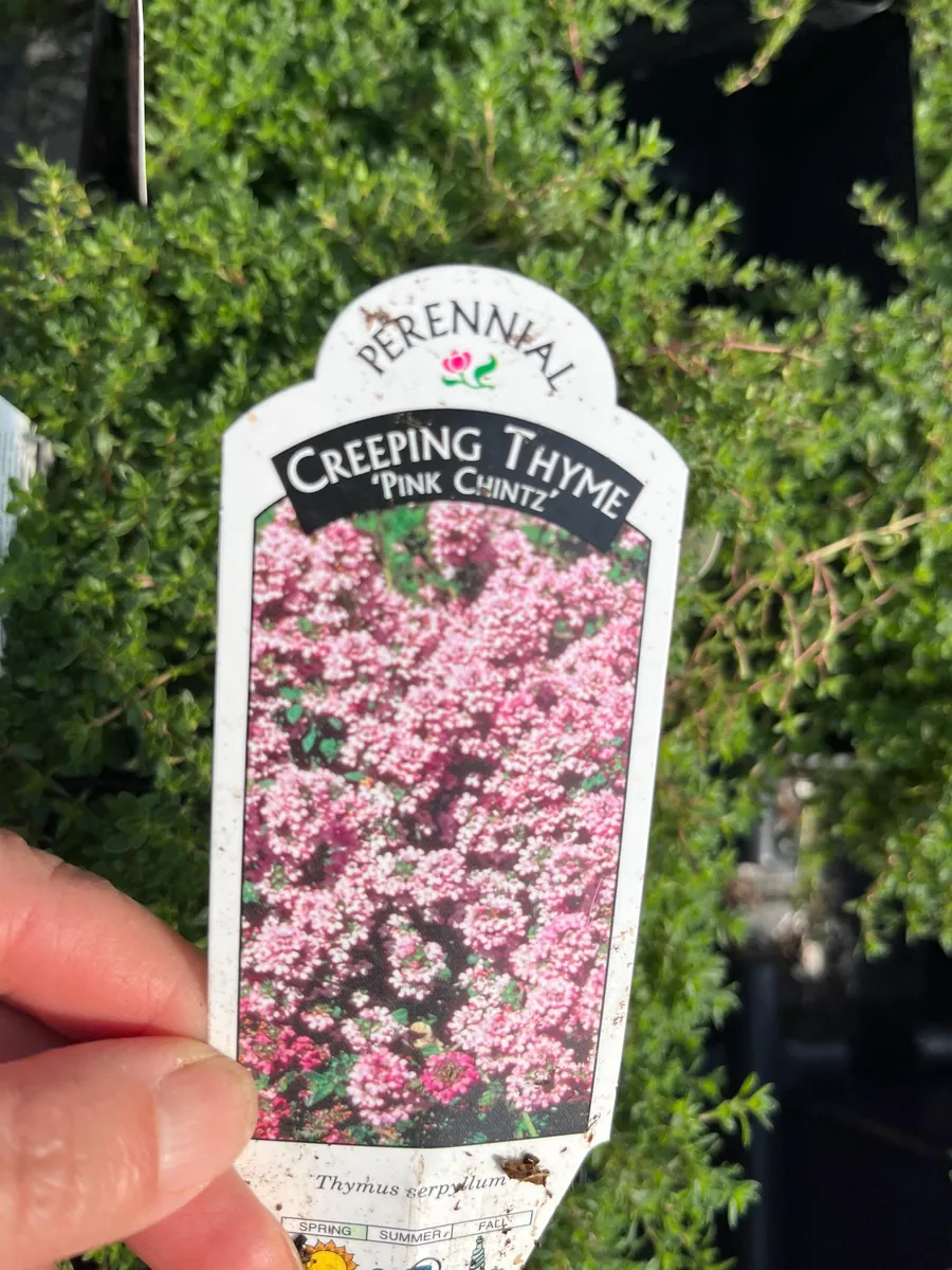 Creeping Thyme Live Plant – Fragrant Perennial Groundcover – 3-4 inch Pot - Image 9