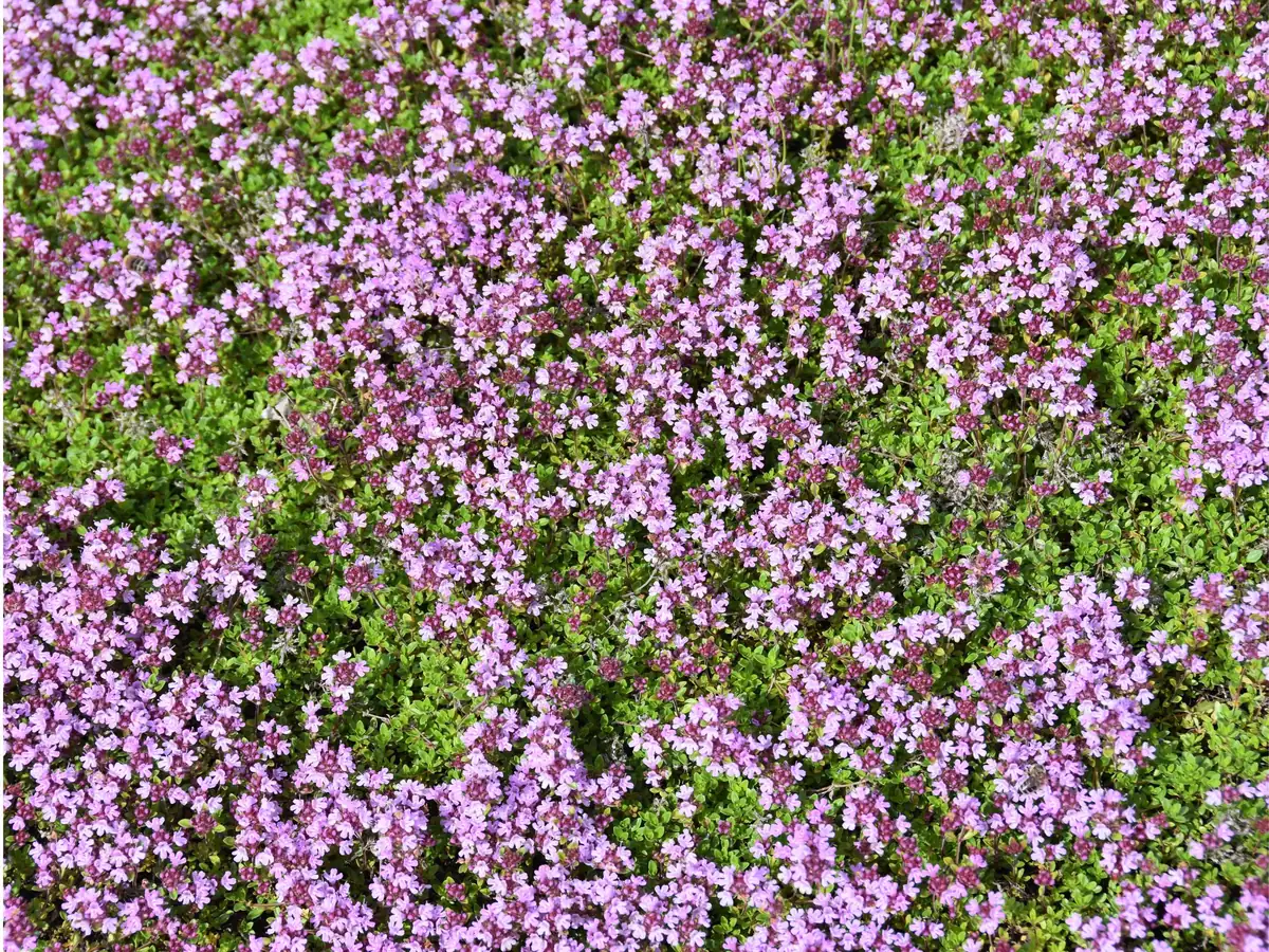 Creeping Thyme Live Plant – Fragrant Perennial Groundcover – 3-4 inch Pot - Image 1
