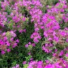 Creeping Thyme 'Pink Chintz' Live Plant - 3in Pot, Groundcover, Soft Pink Blooms - Image 1