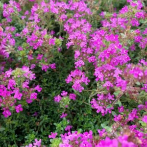 Creeping Thyme 'Pink Chintz' Live Plant - 3in Pot, Groundcover, Soft Pink Blooms - Image 1