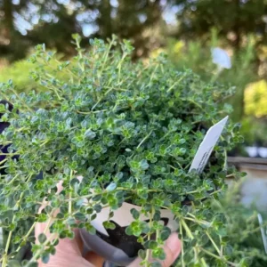 Creeping Thyme 'Pink Chintz' Live Plant - 3in Pot, Groundcover, Soft Pink Blooms - Image 4