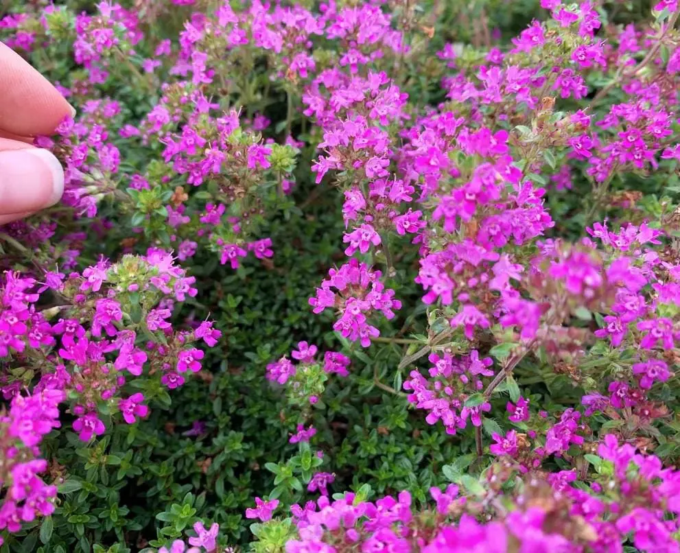 Creeping Thyme 'Pink Chintz' Live Plant - 3in Pot, Groundcover, Soft Pink Blooms - Image 1