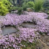 Creeping Thyme Pink Chintz Live Plant - 3in Pot - Soft Pink Blooms, Groundcover - Image 1
