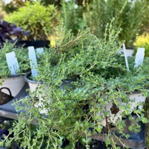 Creeping Thyme Pink Chintz Live Plant - 3in Pot - Soft Pink Blooms, Groundcover - Image 3