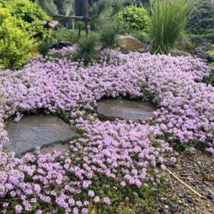 Creeping Thyme Pink Chintz Live Plant - 3in Pot - Soft Pink Blooms, Groundcover - Image 1