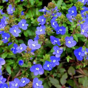 Creeping Veronica Georgia Blue Live Plant - Groundcover Perennial - 3-6