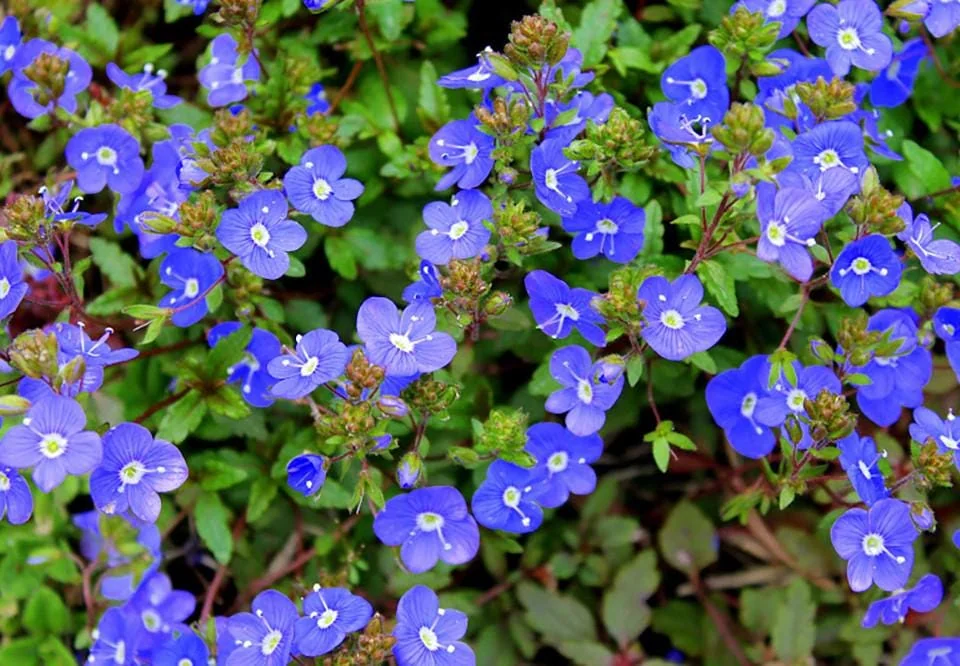 Creeping Veronica Georgia Blue Live Plant - Groundcover Perennial - 3-6" Tall - Bright Blue Blooms - Image 2