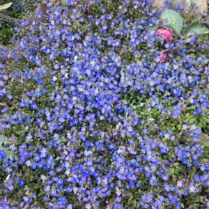 Creeping Veronica Georgia Blue Live Plant - Groundcover Perennial - 3-6