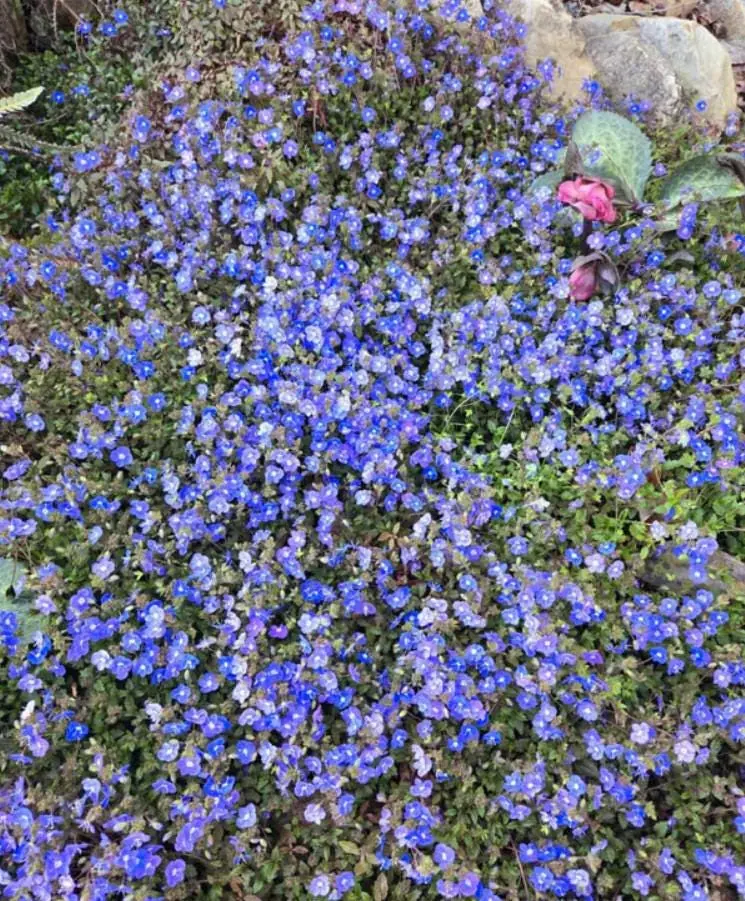 Creeping Veronica Georgia Blue Live Plant - Groundcover Perennial - 3-6" Tall - Bright Blue Blooms - Image 3