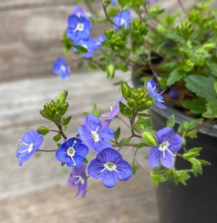 Creeping Veronica Georgia Blue Live Plant - Groundcover Perennial - 3-6" Tall - Bright Blue Blooms - Image 4