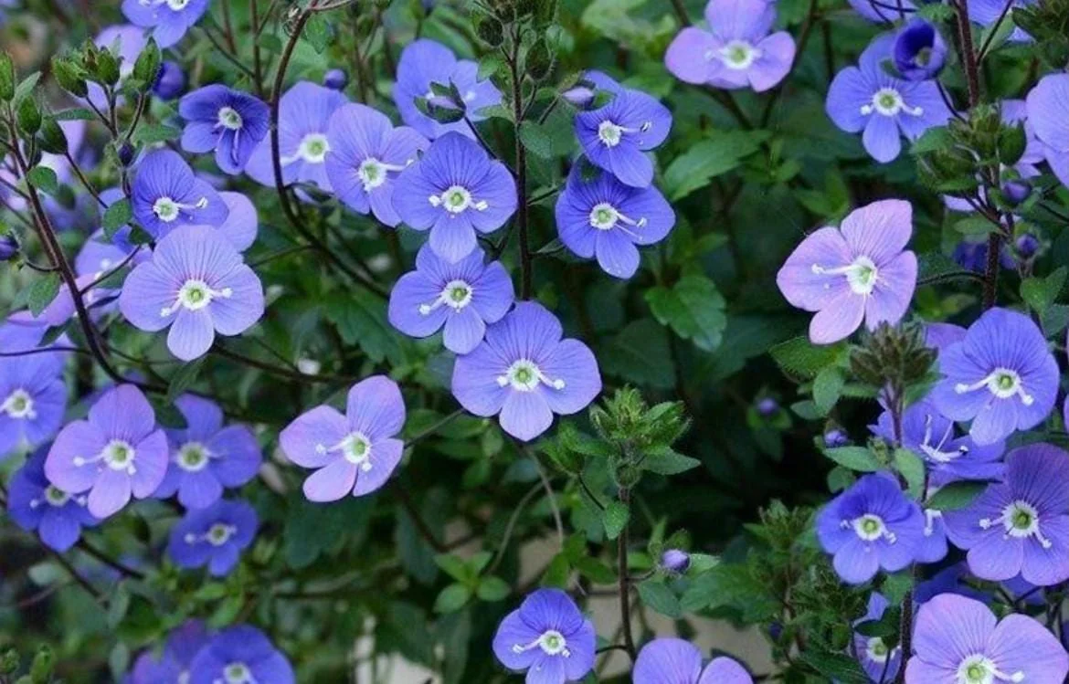 Creeping Veronica Georgia Blue Live Plant - Groundcover Perennial - 3-6" Tall - Bright Blue Blooms - Image 1
