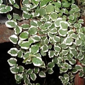 Creme & Green Creeping Fig Live Plant - Ficus pumila variegata - 2.5