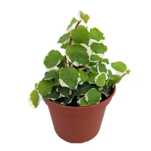 Creme & Green Creeping Fig Live Plant - Ficus pumila variegata - 2.5" Pot - Terrarium & Fairy Garden Plant - Image 1